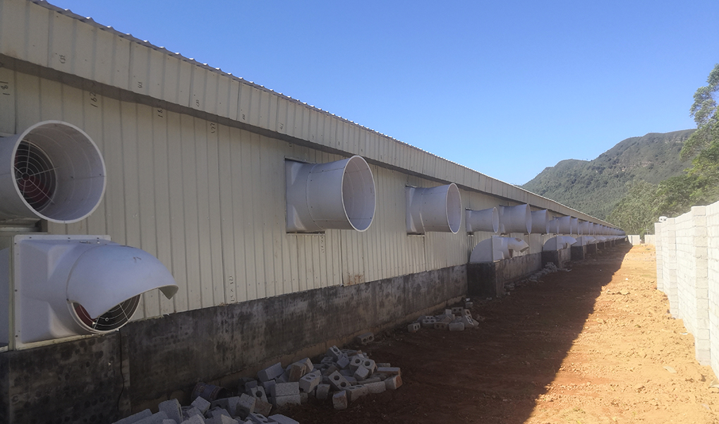 正大种猪场案例