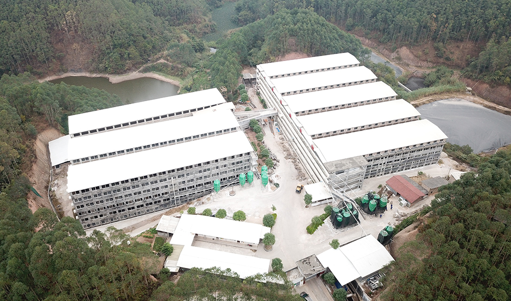 扬翔楼房养殖案例